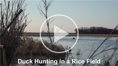 Thumbnail for Duck Hunting in a Rice Field