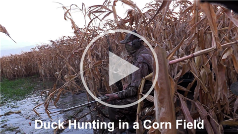 Thumbnail for Duck Hunting in a Corn Field